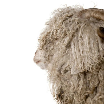Nature's Wools!