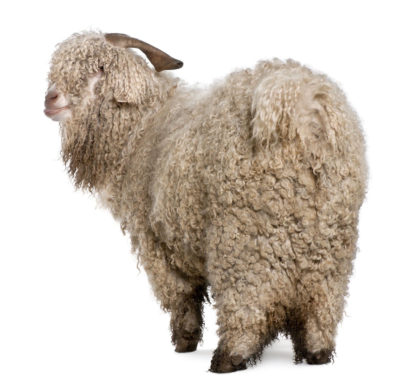 A little Merino Wool History!